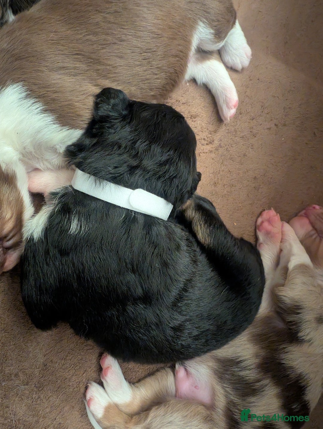 Australian Shepherd dogs for sale: Australian shepherd puppies  - Advert 5