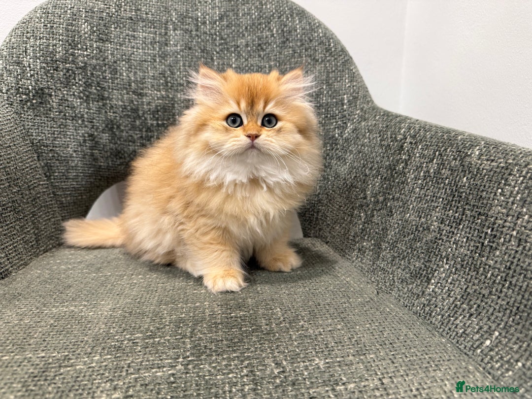 British Longhair cats for sale: Golden and Blue golden British longhairs - Image 4