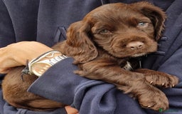 Cocker Spaniel dogs for sale: KC Working cocker spaniel puppies ready to leave - Image 4