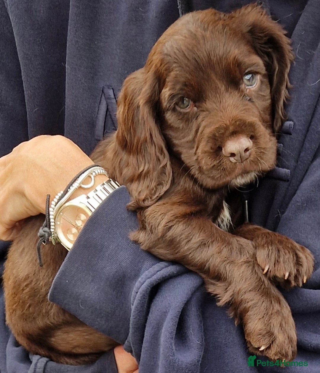Cocker Spaniel dogs for sale: KC Working cocker spaniel puppies ready to leave - Image 4