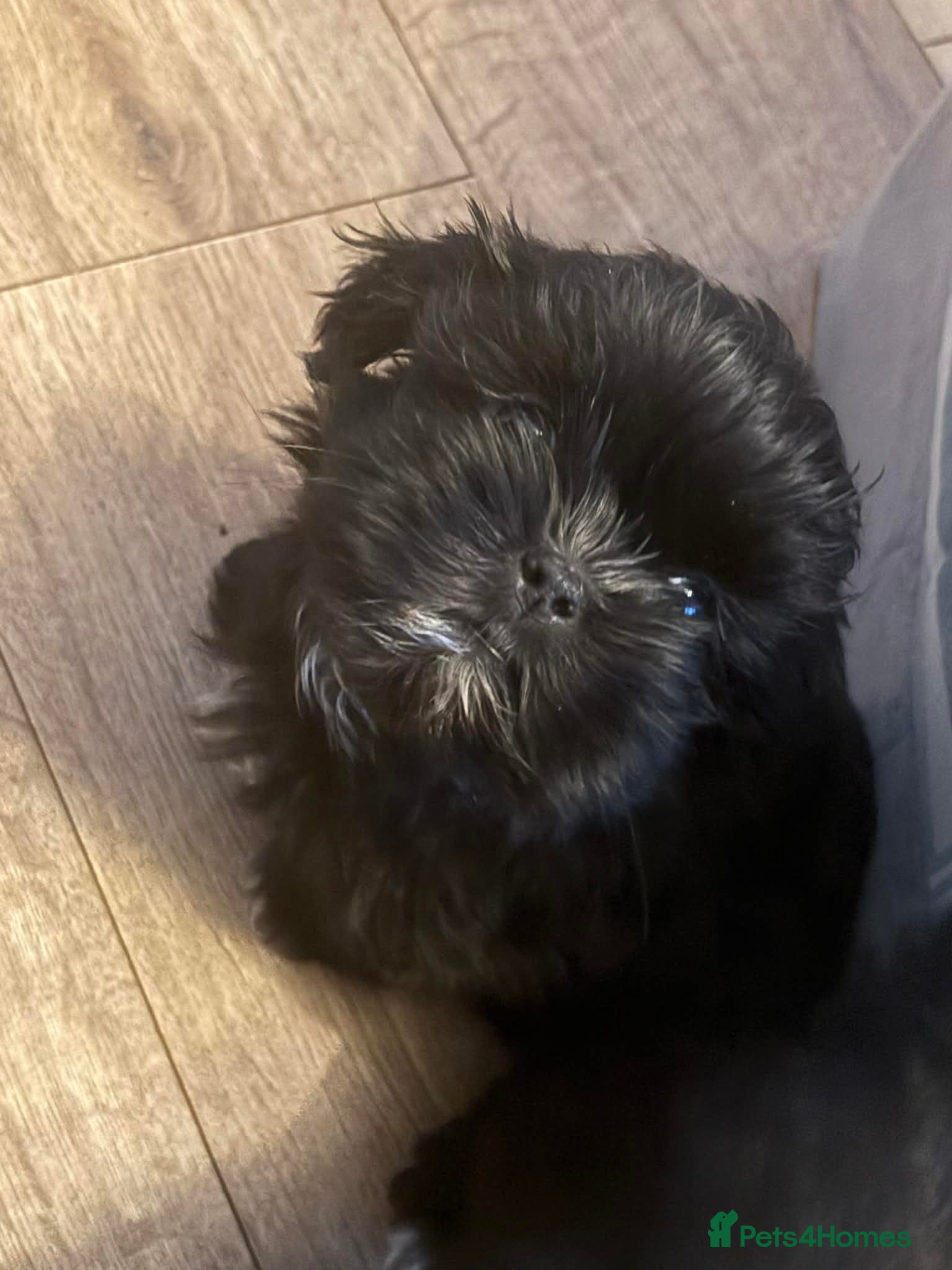 Shih Tzu dogs Boy Shih Tzu Puppy  - Advert 2