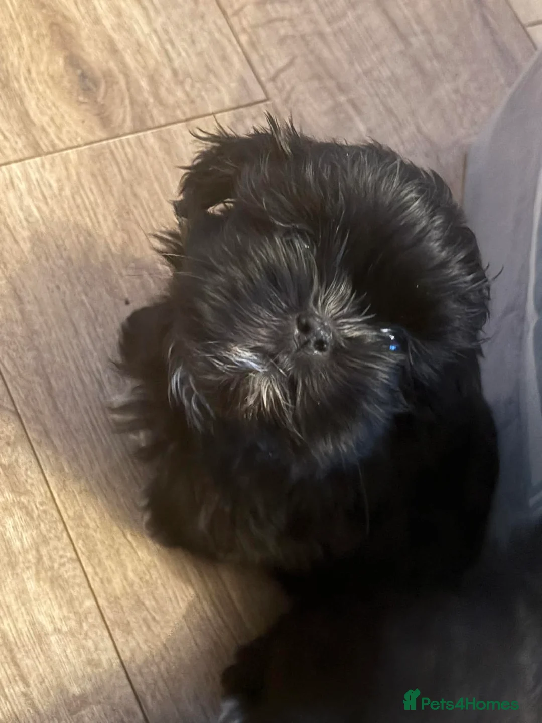 Shih Tzu dogs for sale: Boy Shih Tzu Puppy  - Advert 1