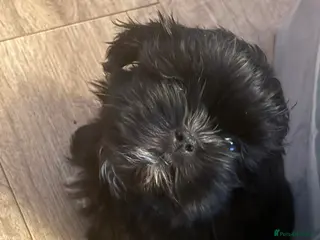 Shih Tzu dogs Boy Shih Tzu Puppy - Advert 5