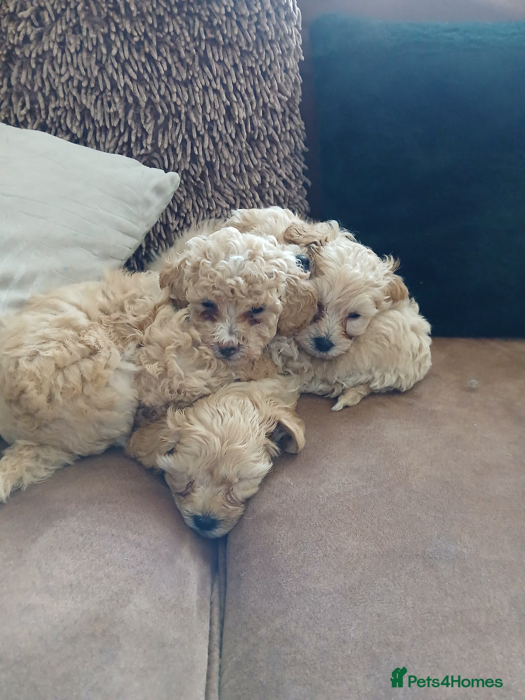 Maltipoo dogs for sale: Maltypoo pups - Advert 19
