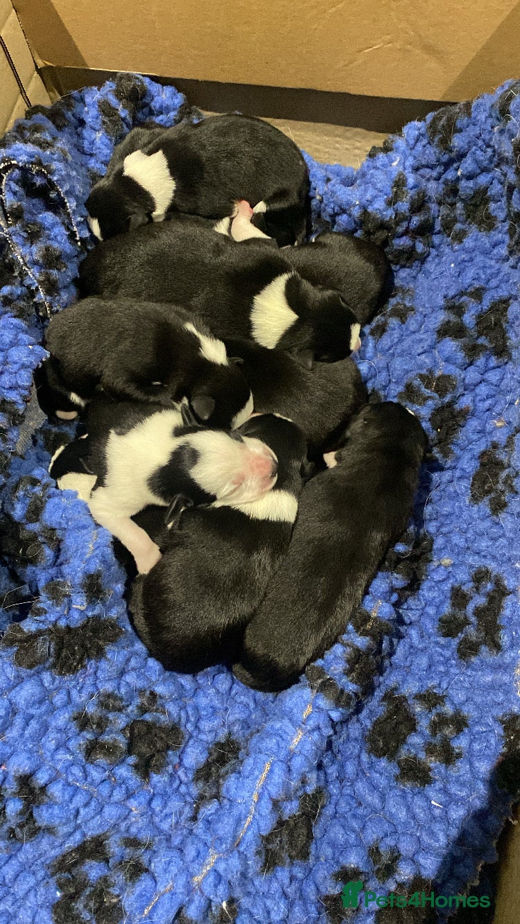 Mixed Breed dogs for sale: Border Collie Cross Pups ready for forever homes in Cairndow - Advert 35