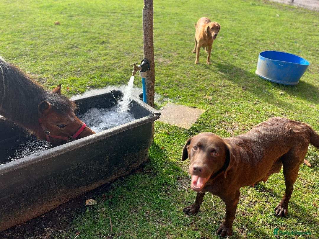 Labrador Retriever dogs for sale: Chocolate Labrador puppies  - Advert 18