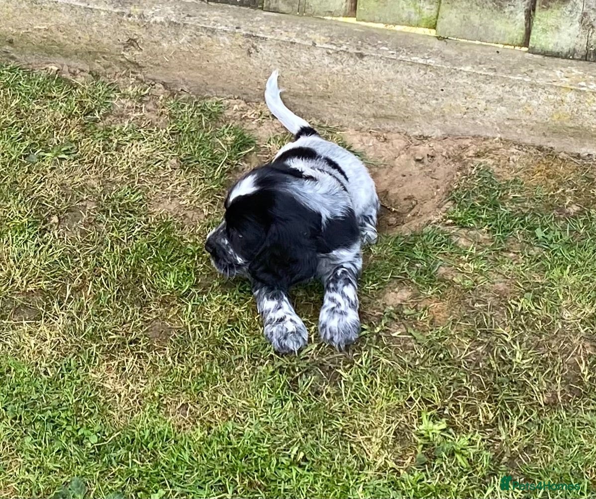 Cocker Spaniel dogs Cocker spaniel puppies  - Advert 2