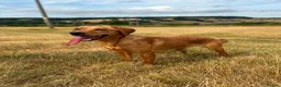 Labrador Retriever dogs for sale: KC Labrador Female in Alfreton - Advert 5