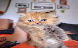 Persian cats for sale: Beautiful Kittens Looking for Forever Homes - Image 2