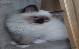 Ragdoll cats for sale: RAGDOLL SEAL POINT BLUE EYES READY NOW! - Image 32