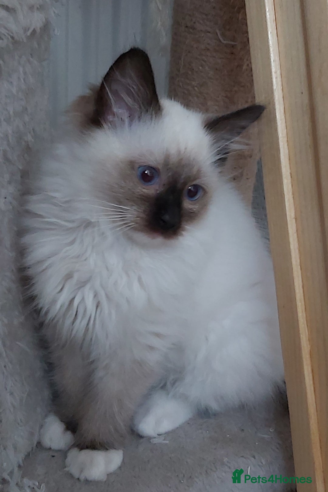 Ragdoll cats for sale: RAGDOLL SEAL POINT BLUE EYES READY NOW! - Image 32