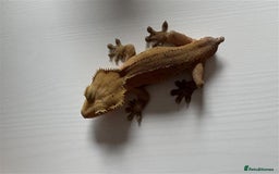 Gecko reptiles for sale: X 2  3y old Crested Geckos + Full Setup: Watford - Image 3