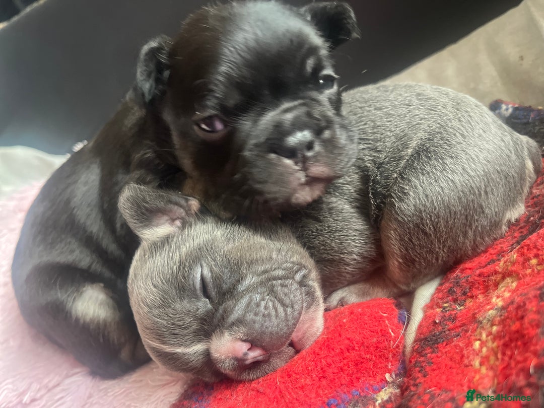 French Bulldog dogs for sale: Lilac Frenchton Girl  - Image 2