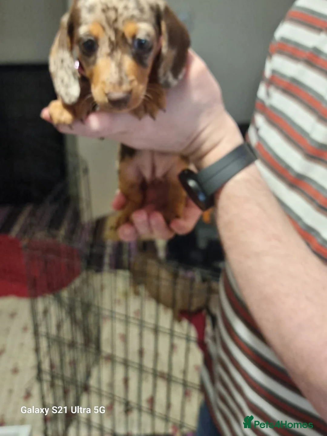 Miniature Dachshund dogs for sale: Miniature dachshund  - Advert 14