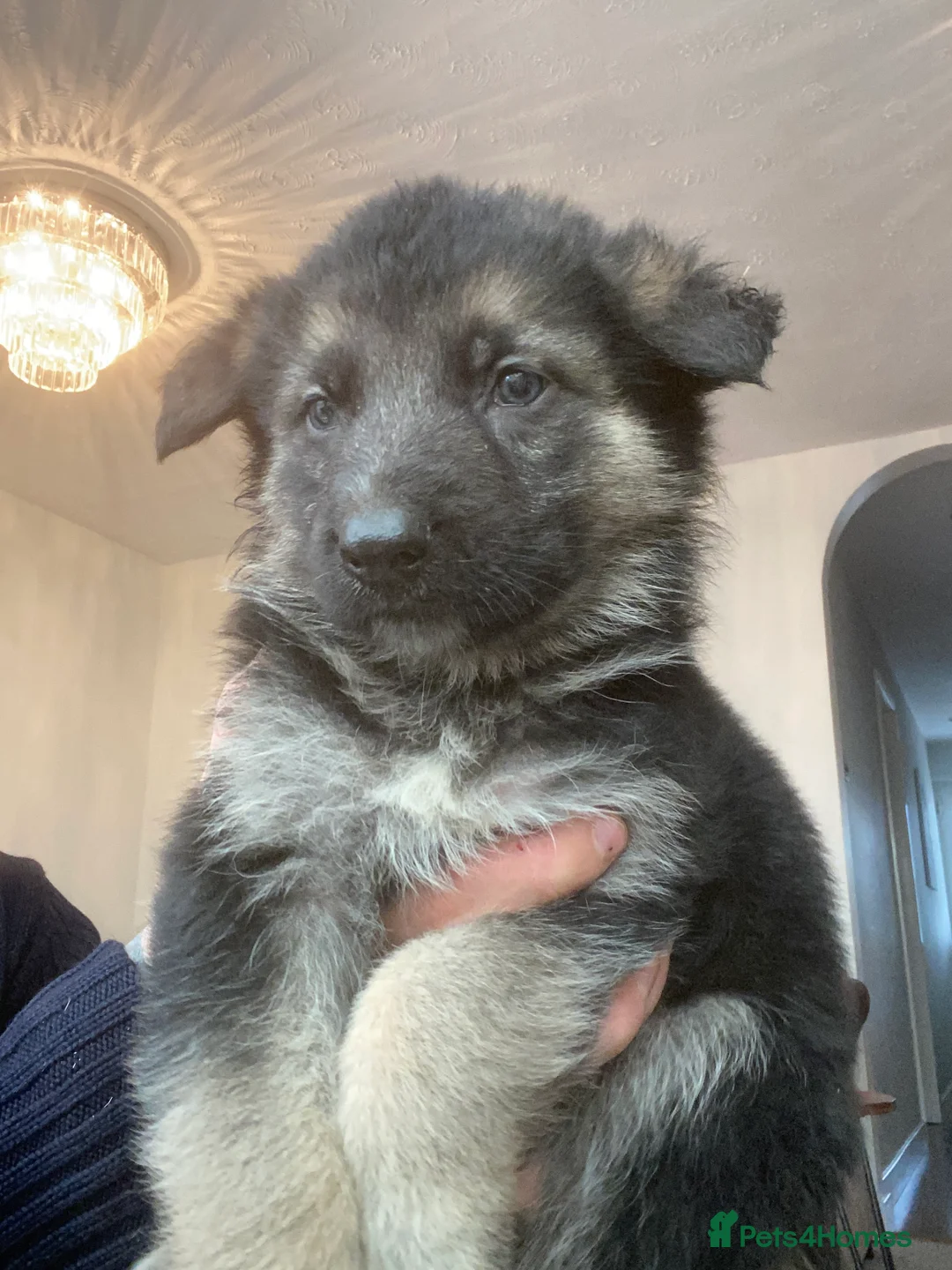 German Shepherd dogs for sale: German shepherd puppies  - Advert 26
