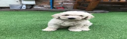 Australian Labradoodle dogs for sale: *reduced**  health checked Australian labradoodles - Advert 3