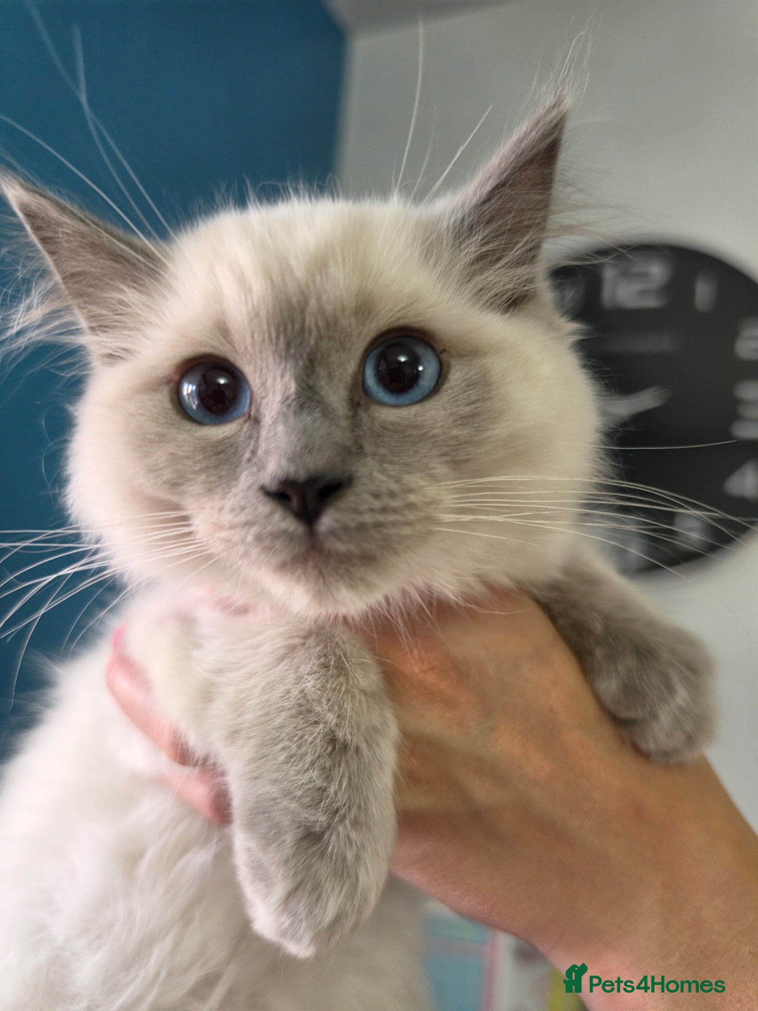 Ragdoll cats Beautiful Bluepoint Ragdoll kittens READY NOW - Advert 11
