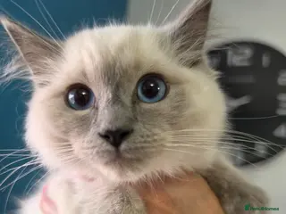 Ragdoll cats Beautiful Bluepoint Ragdoll kittens READY NOW - Advert 11