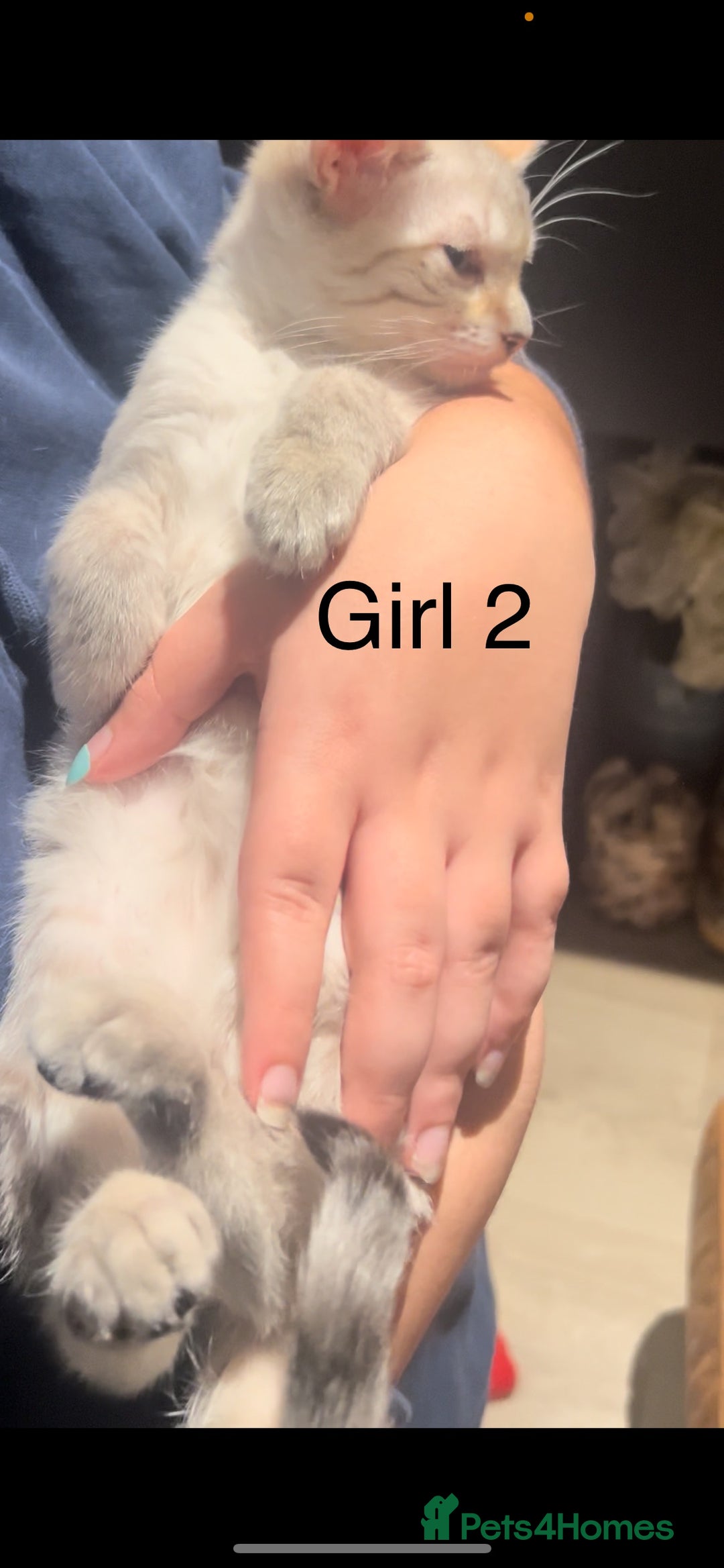 Mixed Breed cats for sale: mixed bengal kittens, ready to leave b4  **  - Advert 10