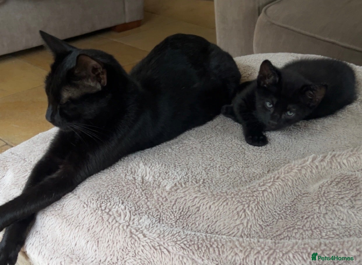 Mixed Breed cats 6 adorable black kittens for sale - Advert 1