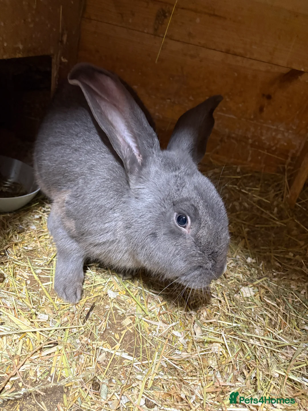 Continental Giant rabbits for sale: continental giant adults  - Advert 5