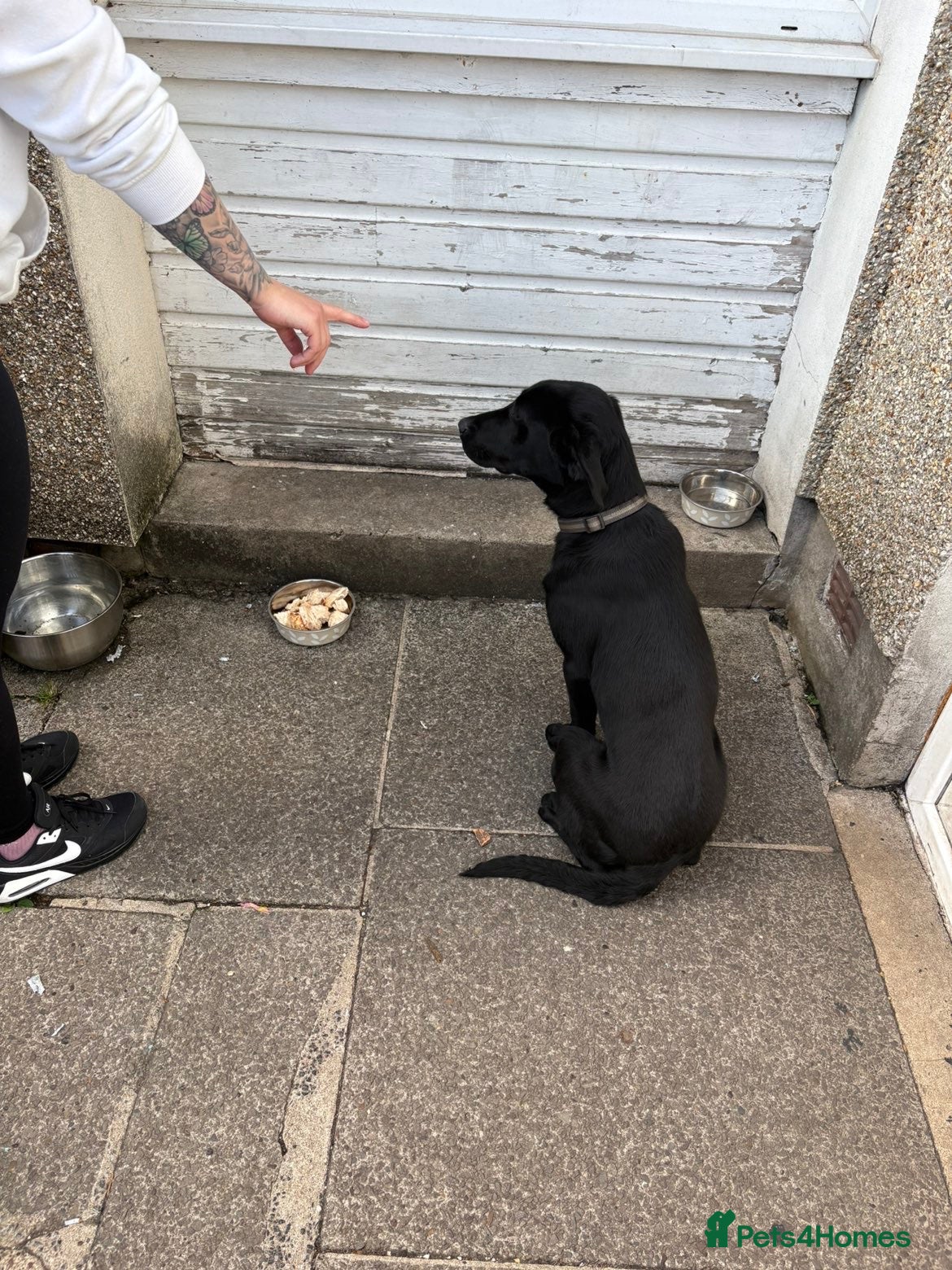Labrador Retriever dogs for sale: Full male/ black Labrador 7months for sale  - Advert 4