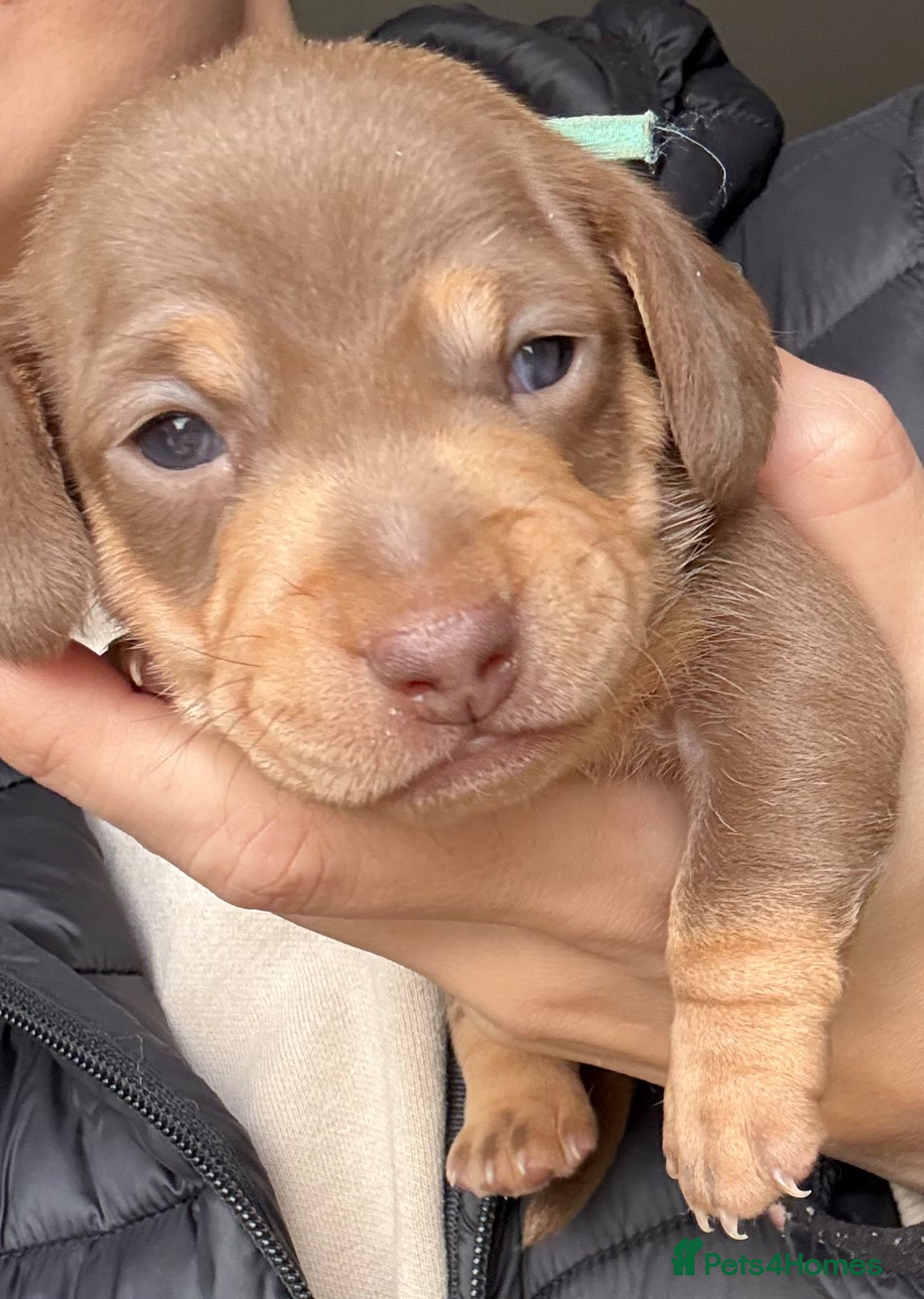 Miniature Dachshund dogs for sale: 🐾 STUNNING  MINIATURE DACHSHUND PUPPIES  - Advert 1