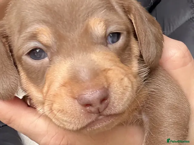 Miniature Dachshund dogs for sale: 🐾 STUNNING MINIATURE DACHSHUND PUPPIES - Advert 1