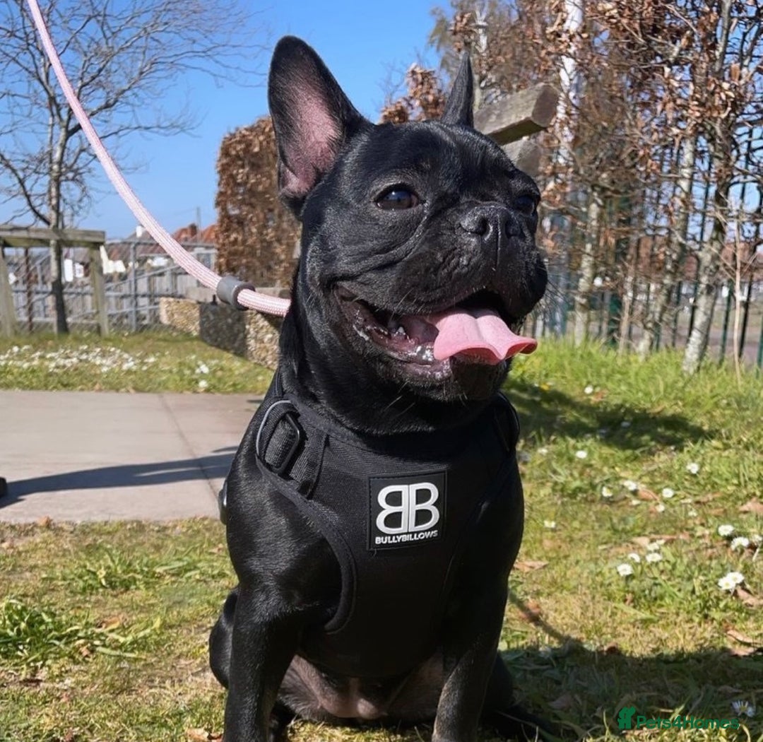 French Bulldog dogs for sale: Beautiful French bulldogs  - Image 6