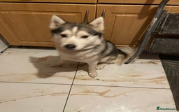 Siberian Husky dogs for sale: Dwarf Siberian husky male  - Advert 1