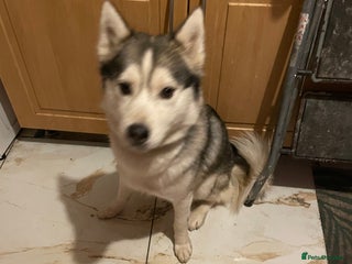 Siberian Husky dogs for sale: Dwarf Siberian husky male - Advert 1
