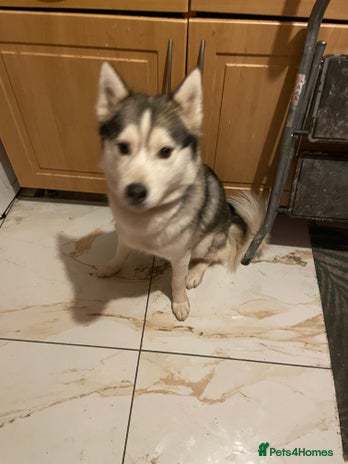 Siberian Husky dogs Dwarf Siberian husky male - Advert 2