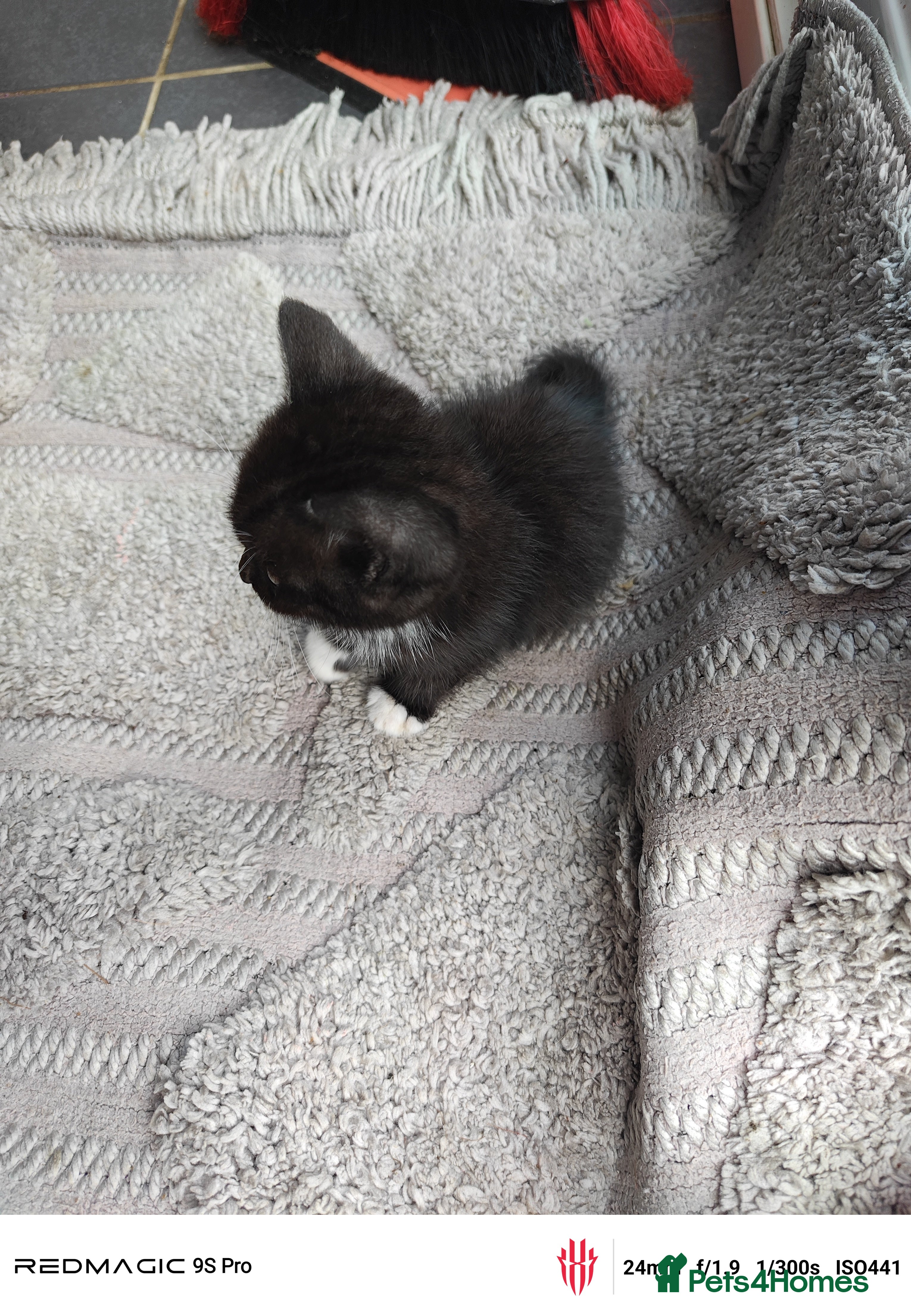 British Shorthair cats for sale: Mixed British Short hair - Advert 16