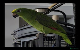 Parrots birds for sale: Amazon parrot for sale  - Image 13