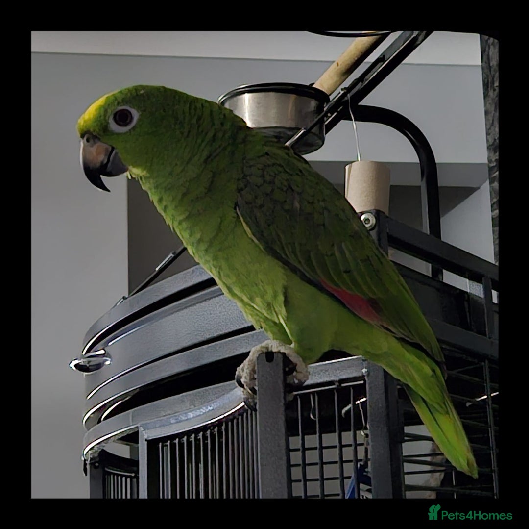 Parrots birds for sale: Amazon parrot for sale  - Image 13