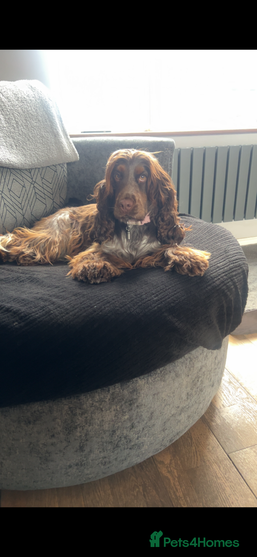 Cocker Spaniel dogs for sale: Litter of show type cocker spaniels  - Image 3