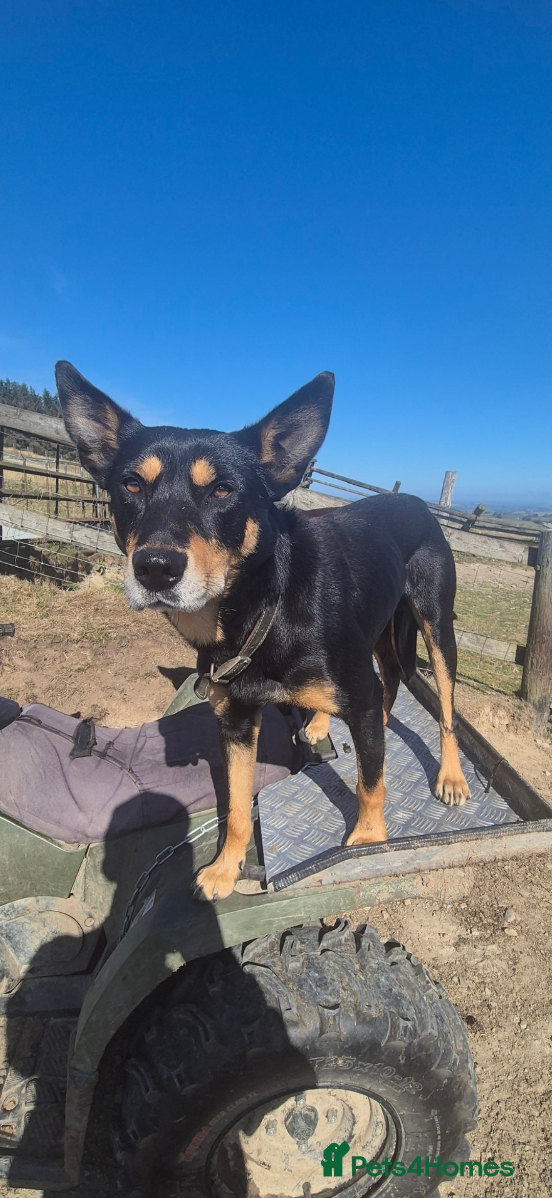Australian Kelpie dogs for sale: Australian Kelpie puppies for sale - Advert 3