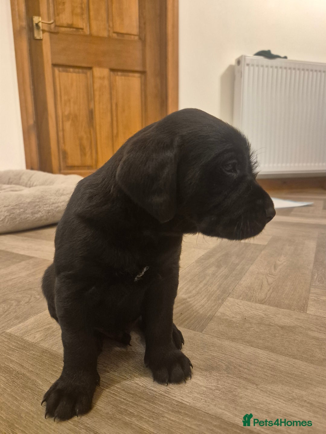 Mixed Breed dogs for sale: Chunky Lab X Pointer pups - Advert 6