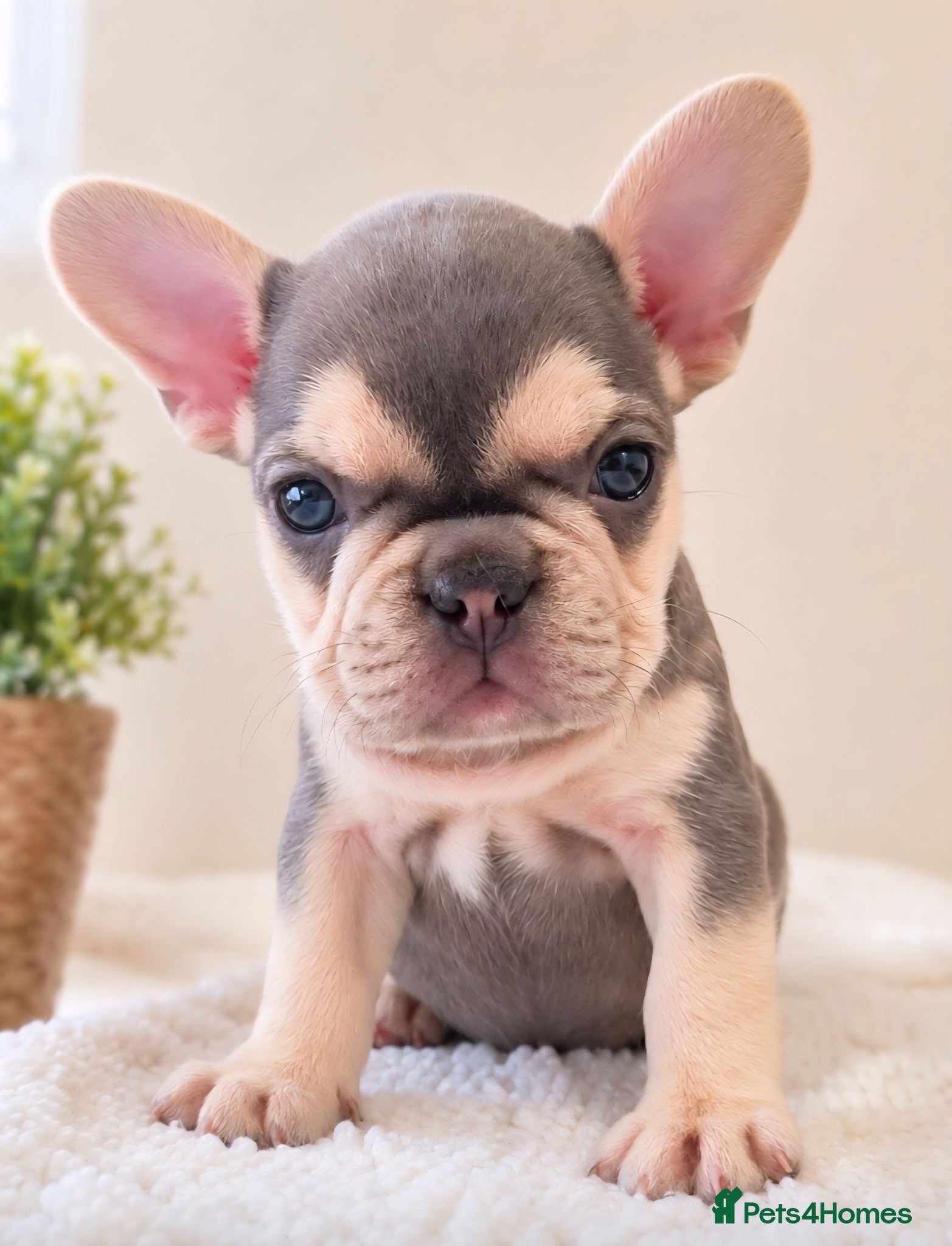 French Bulldog dogs Ready Chocolate & lilac French Bulldog puppy - Advert 1