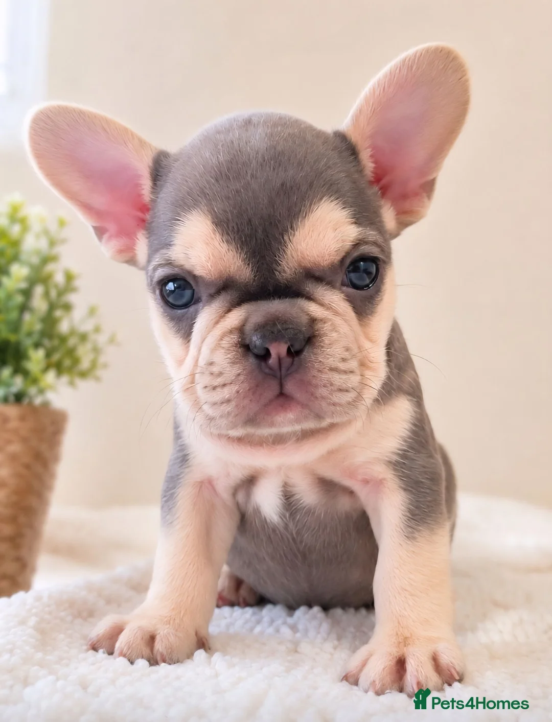 French Bulldog dogs for sale: Ready Chocolate French Bulldog puppy REDUCED - Advert 1