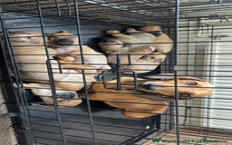 Mixed Breed dogs for sale: dachshund x pug puppy's 8 weeks old  - Image 7