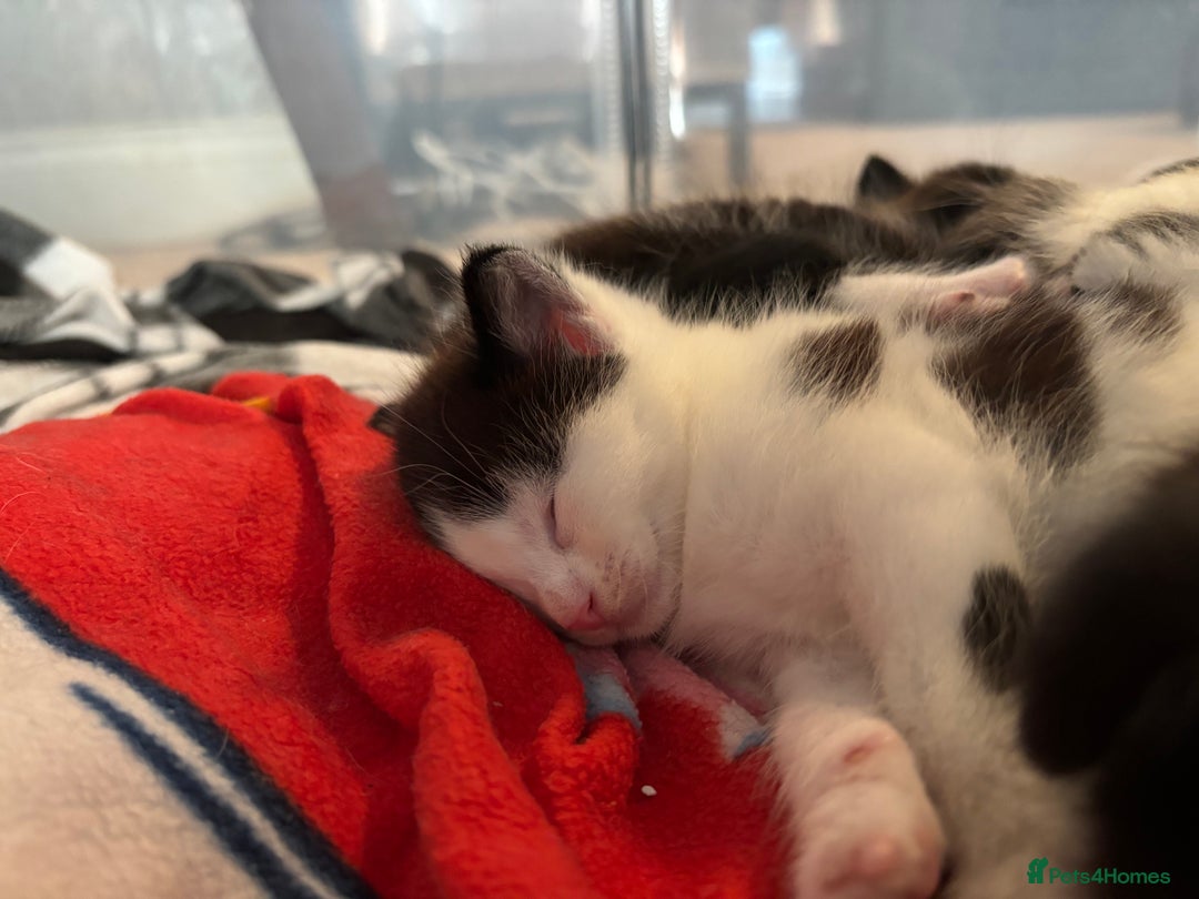 Mixed Breed cats for sale: 3 beautiful kittens available Friday  - Image 5