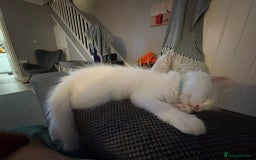 Ragdoll cats for sale: Ragdoll BSH cross kitten  - Image 1