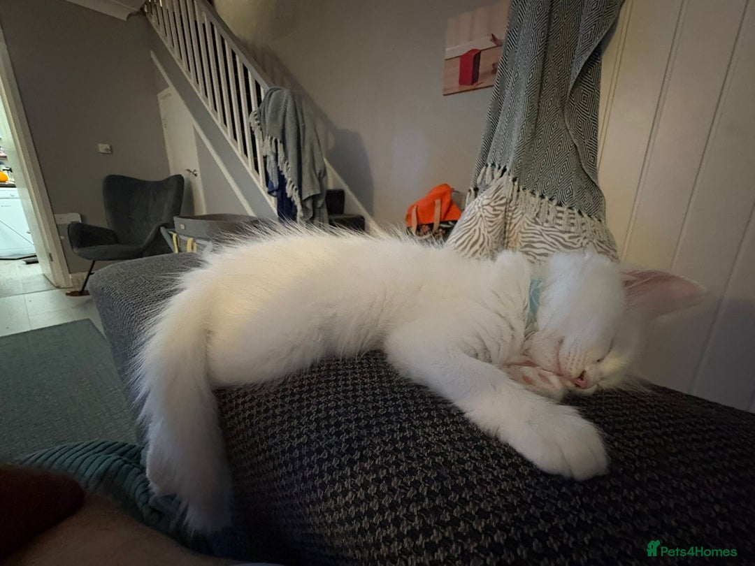 Ragdoll cats for sale: Ragdoll BSH cross kitten  - Image 1