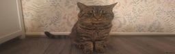 Mixed Breed cats for sale: Adult cats for urgent sale - Advert 5