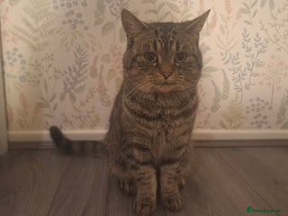 Mixed Breed cats Adult cats for urgent sale - Advert 1