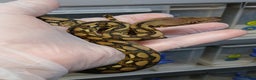 Python Snake reptiles for sale: Malayan Pythons Female - Advert 1
