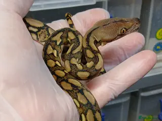 Python Snake reptiles Malayan Pythons Female - Advert 18