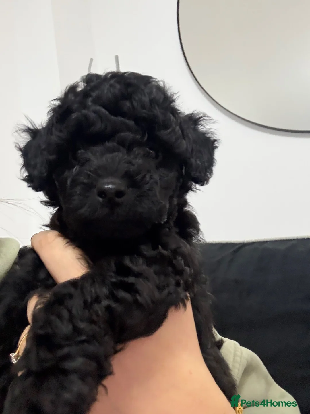 Cockapoo dogs for sale: Little black cockapoo girl  - Advert 8