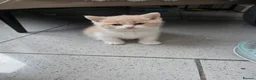 British Shorthair cats for sale: 3 beautiful babies ready to reserve  - Advert 9